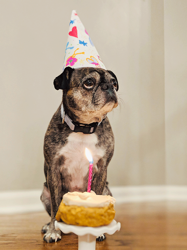 A Dog Birthday Cake Recipe for Your Best&nbsp;Friend!