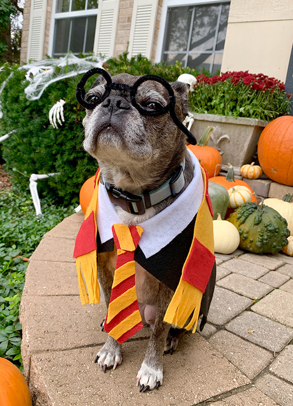 DIY No-Sew Harry Potter Dog&nbsp;Costume!