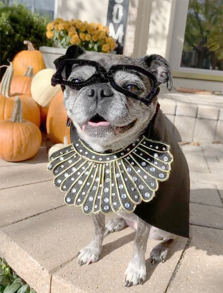 DIY Ruth Bader Ginsburg Dog&nbsp;Costume