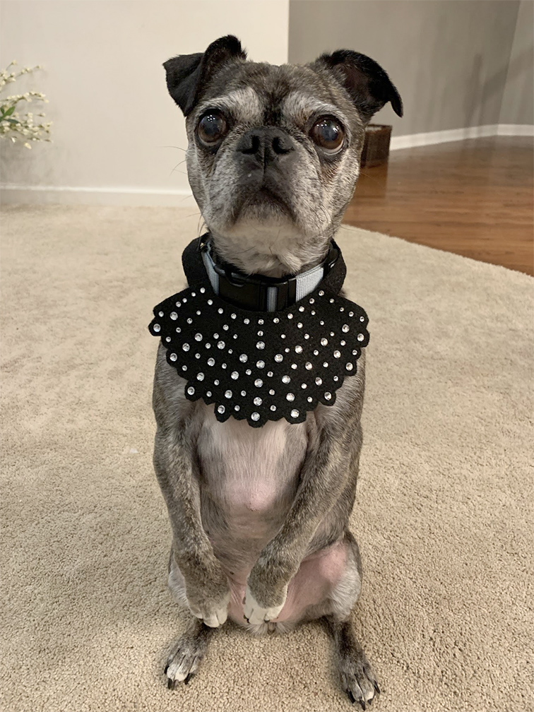 Ruth Bader Ginsburg Dog Costume